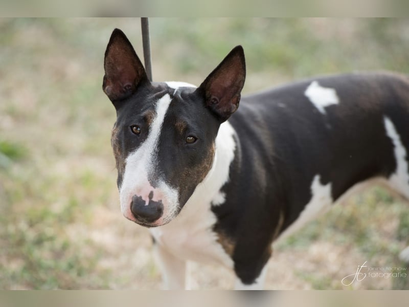 Wunderschöne Miniatur Bullterrier Hüdnind wird eine Familie gesucht. ●Ich helfe beim Vermitteln●