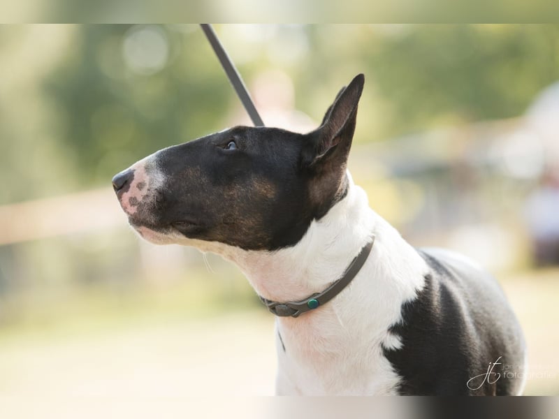 Wunderschöne Miniatur Bullterrier Hüdnind wird eine Familie gesucht. ●Ich helfe beim Vermitteln●