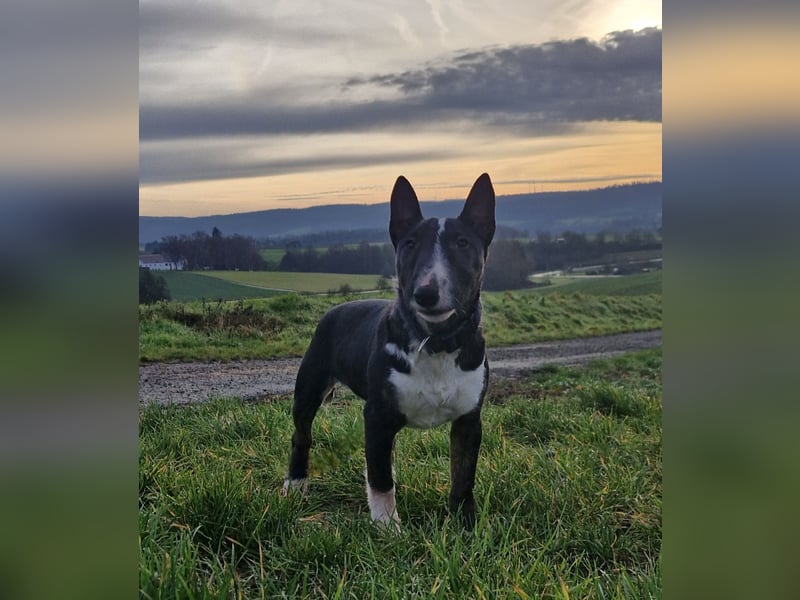 Kleine Miniatur Bullterrier Junghündin