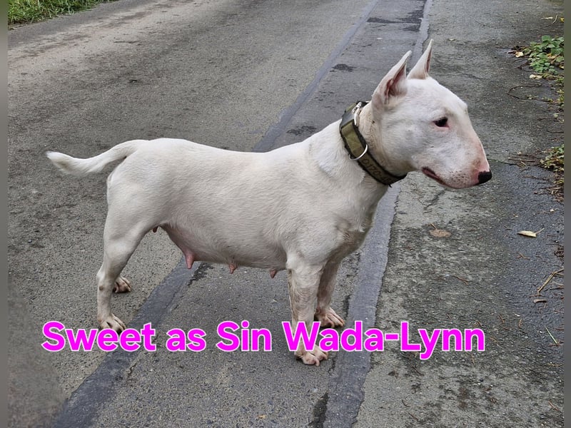 Wunderschöner Miniatur Bullterrier Rüde