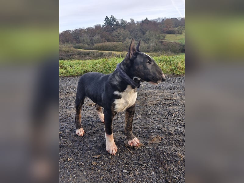 Kleine Miniatur Bullterrier Junghündin
