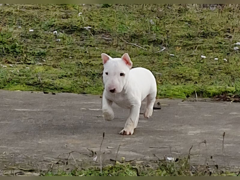 Wunderschöner Miniatur Bullterrier Rüde