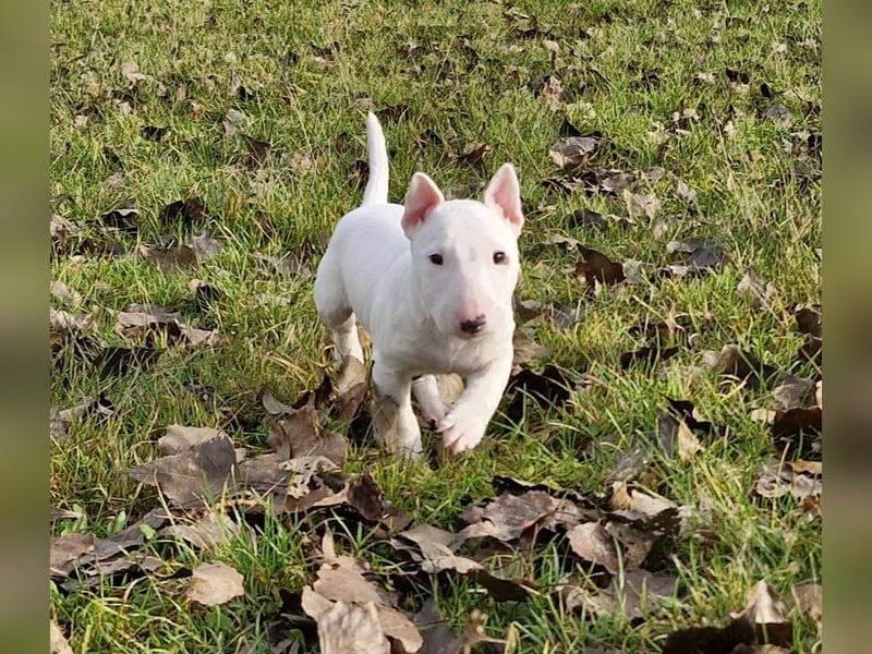 Wunderschöner Miniatur Bullterrier Rüde