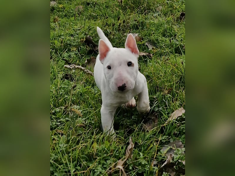 Wunderschöner Miniatur Bullterrier Rüde