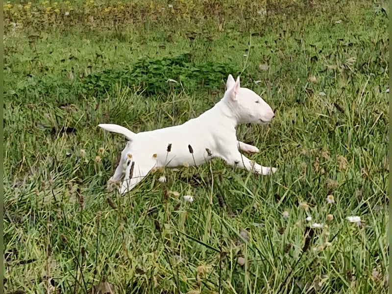 Wunderschöner Miniatur Bullterrier Rüde