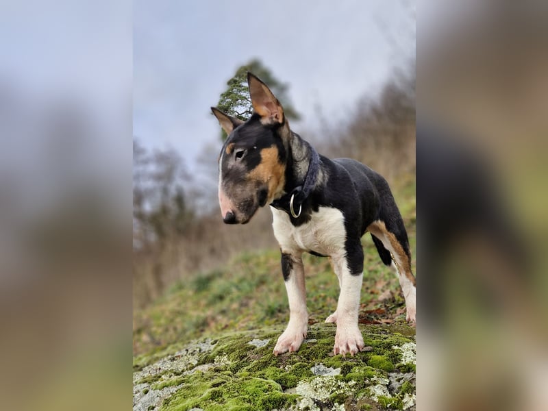 Außergewöhnlich schöne Junghündin!