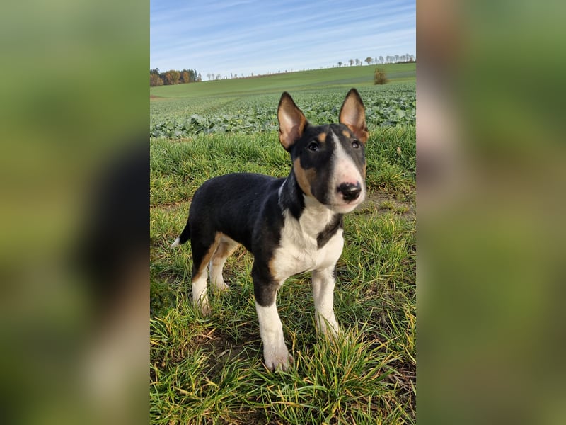 Außergewöhnlich schöne Junghündin!