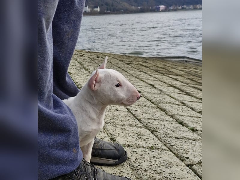 Wunderschöner Miniatur Bullterrier Rüde