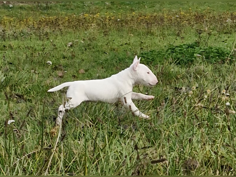 Wunderschöner Miniatur Bullterrier Rüde