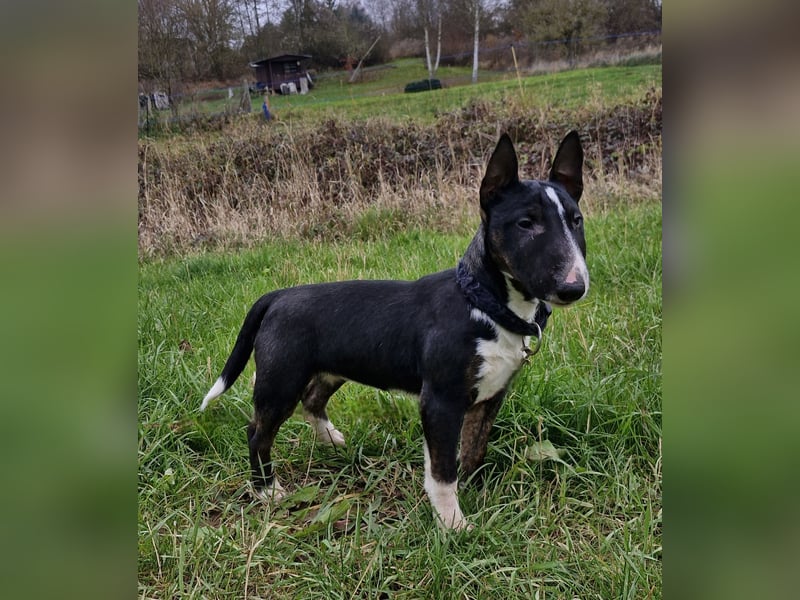 Kleine Miniatur Bullterrier Junghündin
