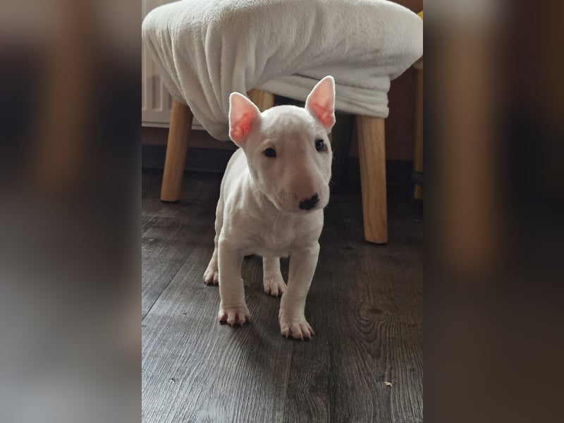 Wunderschöner Miniatur Bullterrier Rüde