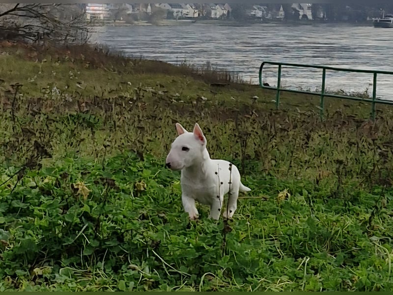Wunderschöner Miniatur Bullterrier Rüde