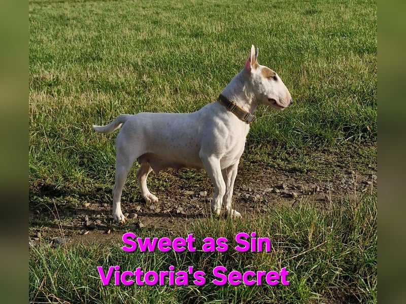 Außergewöhnlich schöne Junghündin!