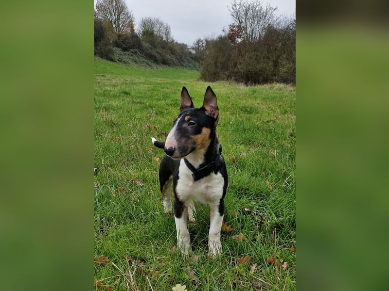 Außergewöhnlich schöne Junghündin!