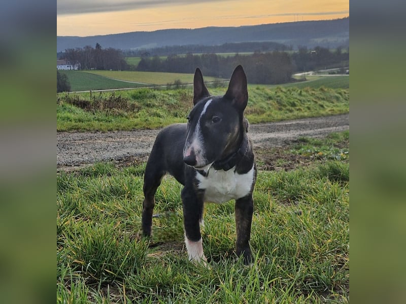 Kleine Miniatur Bullterrier Junghündin