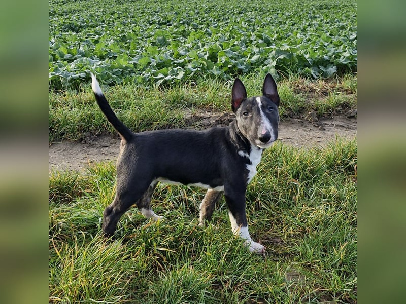 Kleine Miniatur Bullterrier Junghündin