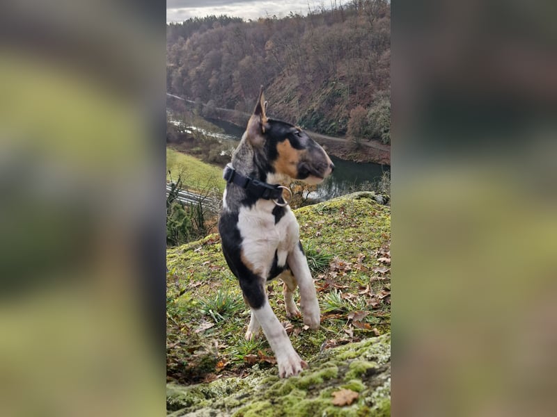 Außergewöhnlich schöne Junghündin!