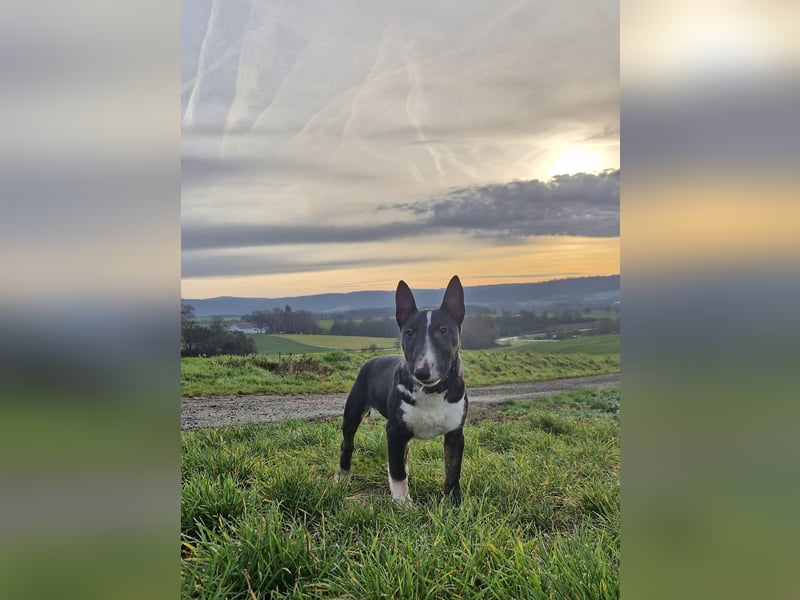 Kleine Miniatur Bullterrier Junghündin