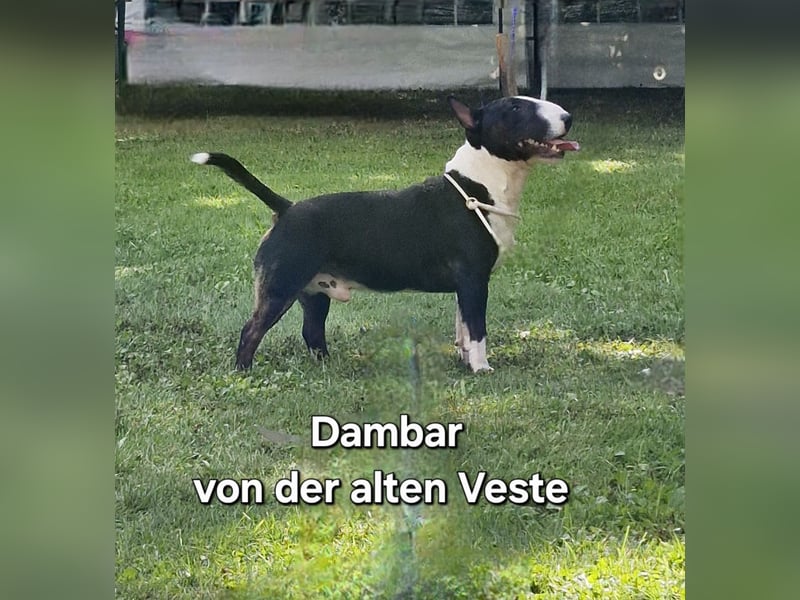 Außergewöhnlich schöne Junghündin!