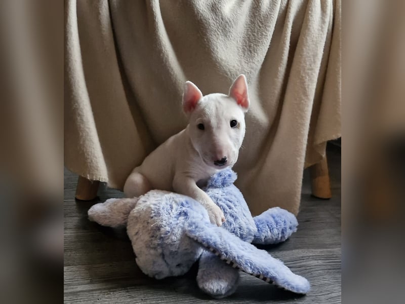 Wunderschöner Miniatur Bullterrier Rüde