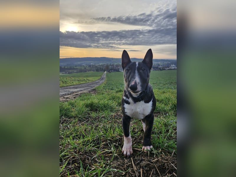 Kleine Miniatur Bullterrier Junghündin