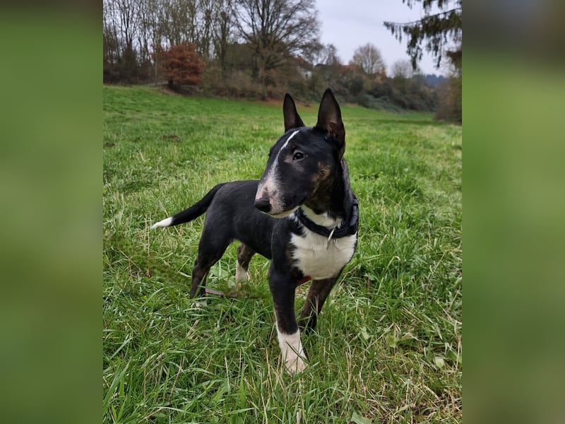 Kleine Miniatur Bullterrier Junghündin