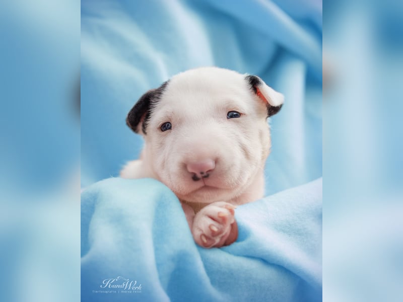 Miniatur Bullterrier the Warrior