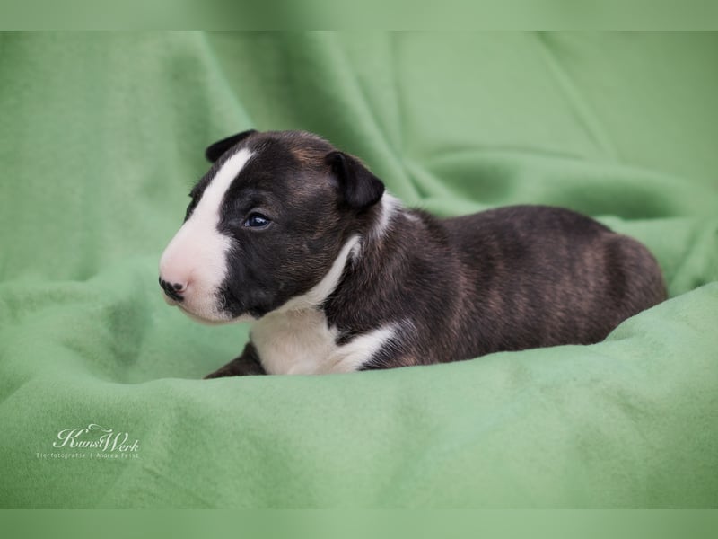 Miniatur Bullterrier the Warrior