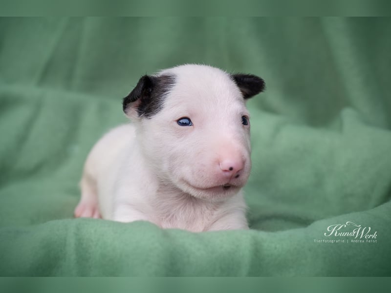 Miniatur Bullterrier the Warrior