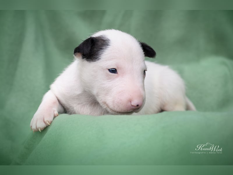 Miniatur Bullterrier the Warrior