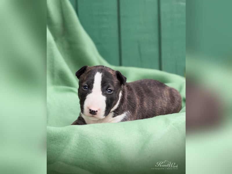 Miniatur Bullterrier the Warrior