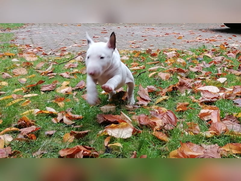 Miniatur Bullterrier Welpe Rüde weiss