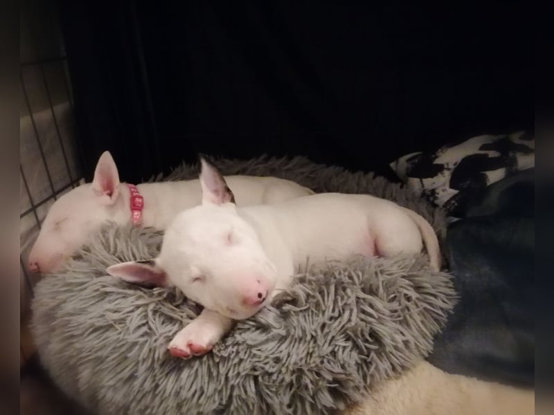 Miniatur Bullterrier Welpe Rüde weiss