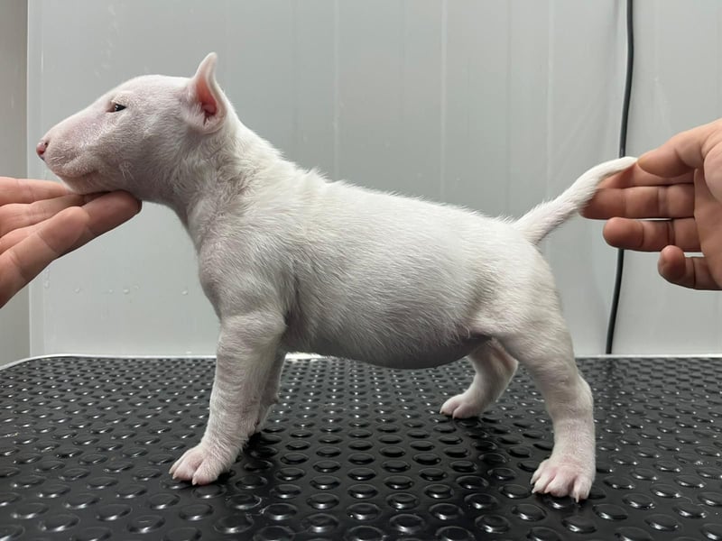 Miniatur Bullterrier Welpe Rüde weiss