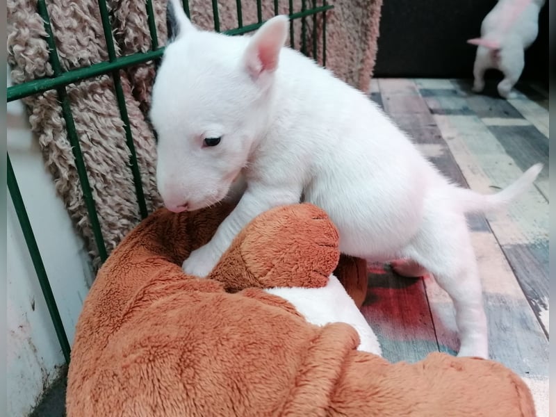 Miniatur Bullterrier Welpe Rüde weiss