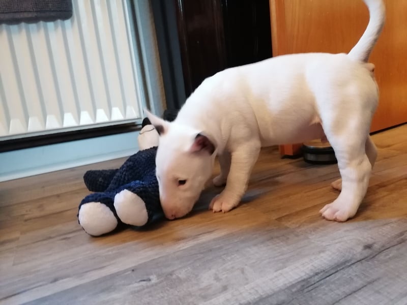 Miniatur Bullterrier Welpe Rüde weiss