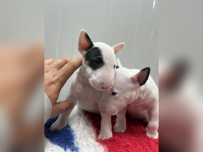 Miniatur Bullterrier Welpe Rüde weiss