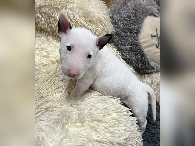 Miniatur Bullterrier Welpe Rüde weiss