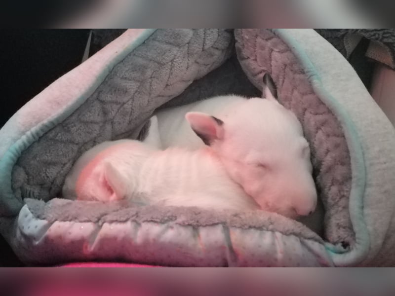 Miniatur Bullterrier Welpe Rüde weiss