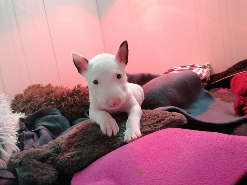 Miniatur Bullterrier Welpe Rüde weiss