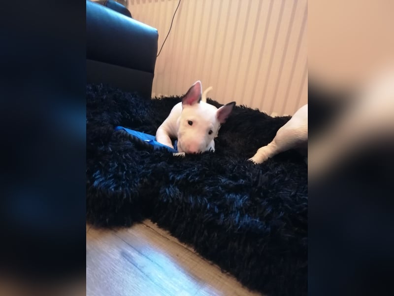 Miniatur Bullterrier Welpe Rüde weiss