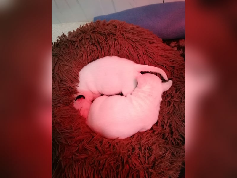 Miniatur Bullterrier Welpe Rüde weiss