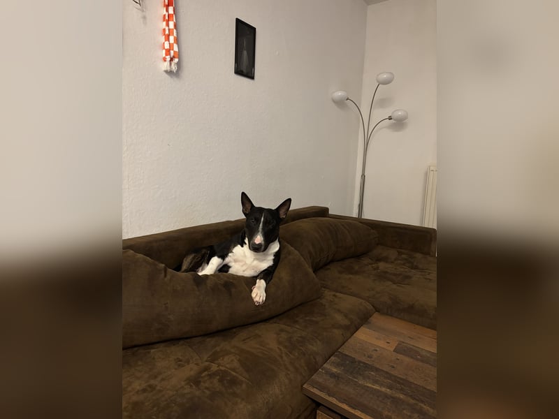 Mini Bullterier sucht neues Zuhause