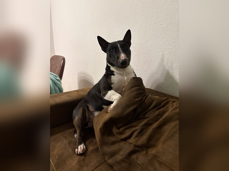 Mini Bullterier sucht neues Zuhause