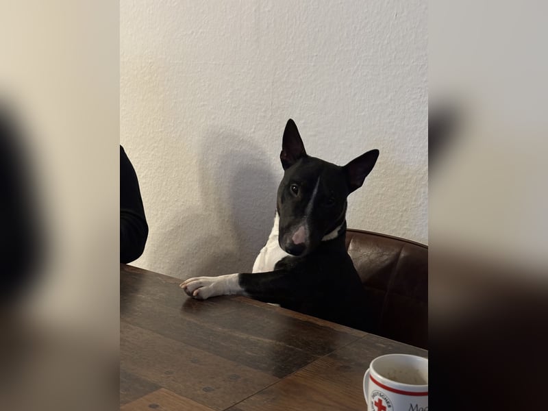 Mini Bullterier sucht neues Zuhause
