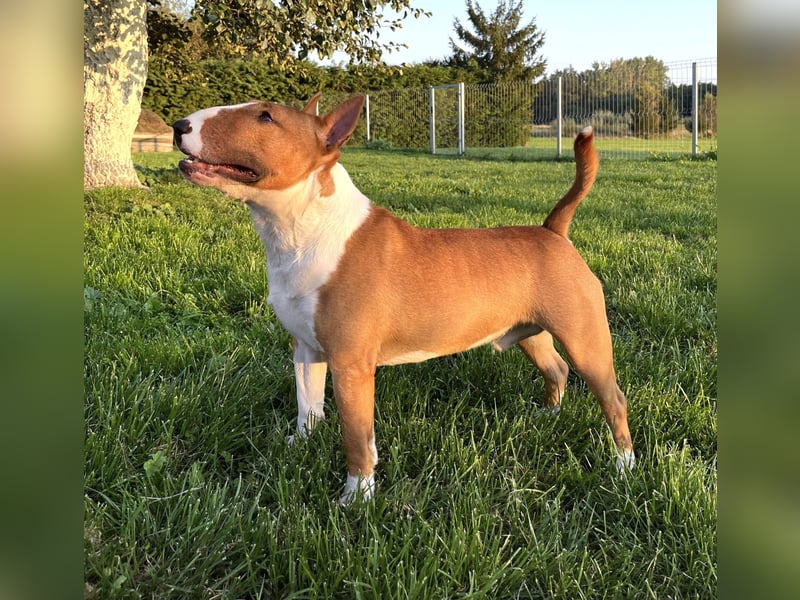 Miniatur Bullterrier FCI Gemma Gemmarum