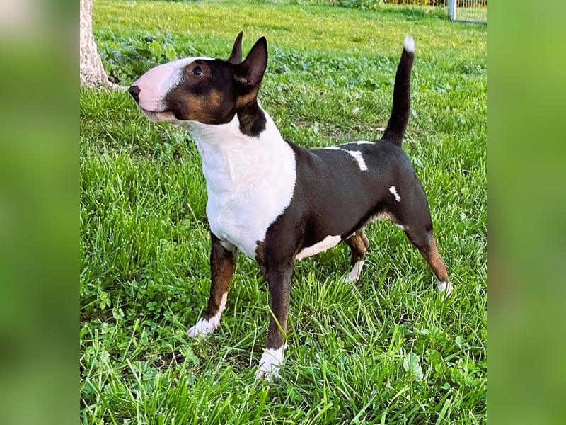 Miniatur Bullterrier FCI Gemma Gemmarum