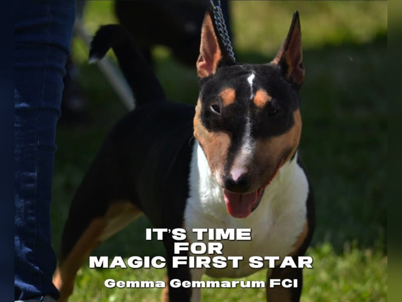 Miniatur Bullterrier FCI Gemma Gemmarum