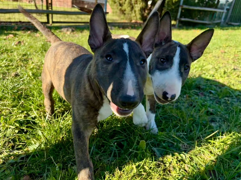Miniatur Bullterrier FCI Gemma Gemmarum