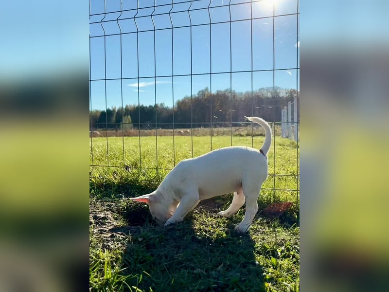 Miniatur Bullterrier FCI Gemma Gemmarum
